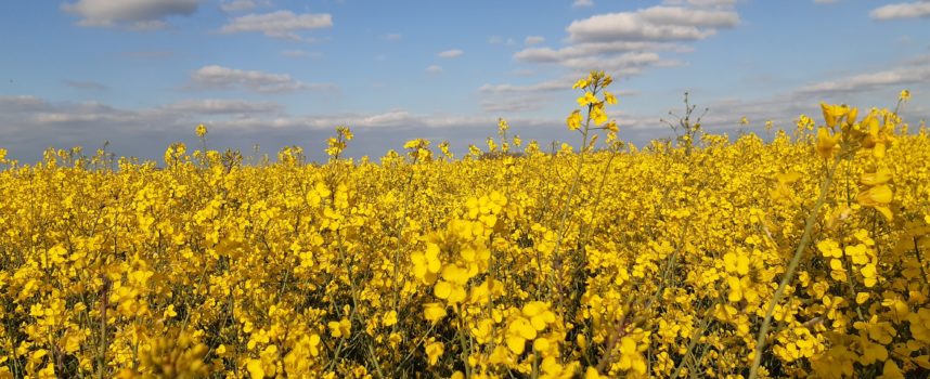 PV ASSEMBLEE GENERALE 2025