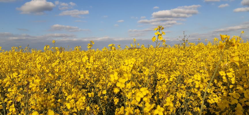 PV ASSEMBLEE GENERALE 2025