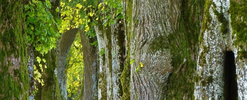 Du sang neuf dans le comité directeur