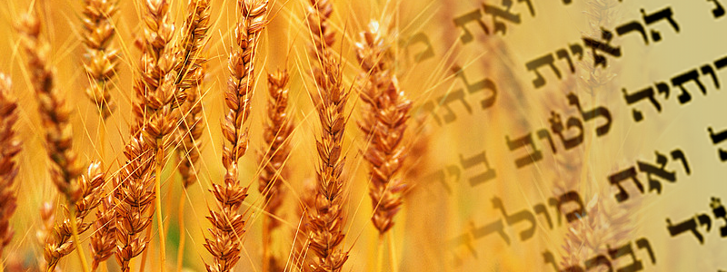 Qu’est-ce que le compte de “l’omer” pratiqué par les juifs ?